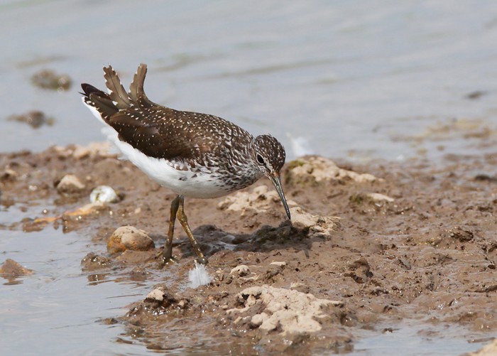 Green Sandpiper