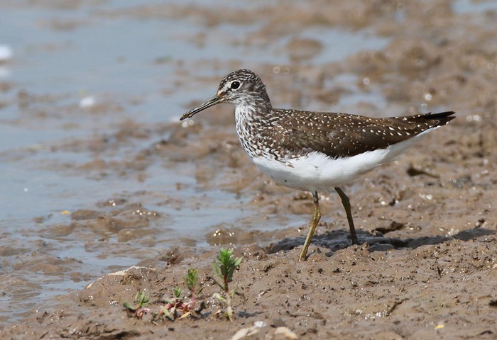 Green Sandpiper