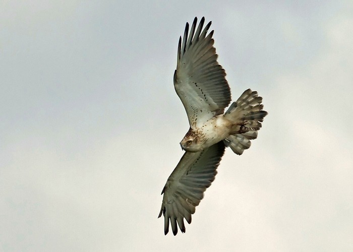 Short-toed Eagle