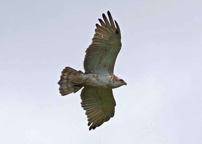 Short-toed Eagle
