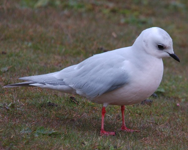 Ross's Gull