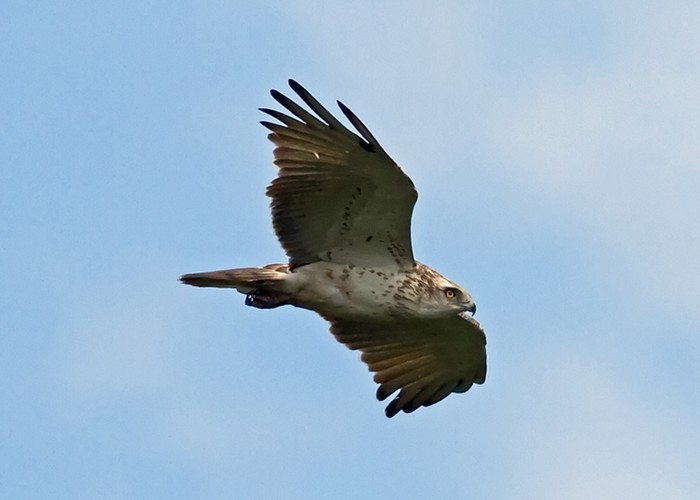 Short-toed Eagle