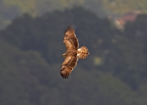 Short-toed Eagle