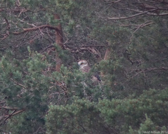 Short-toed Eagle