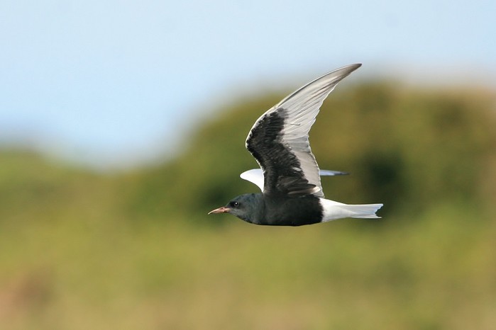 White-winged Black Tern