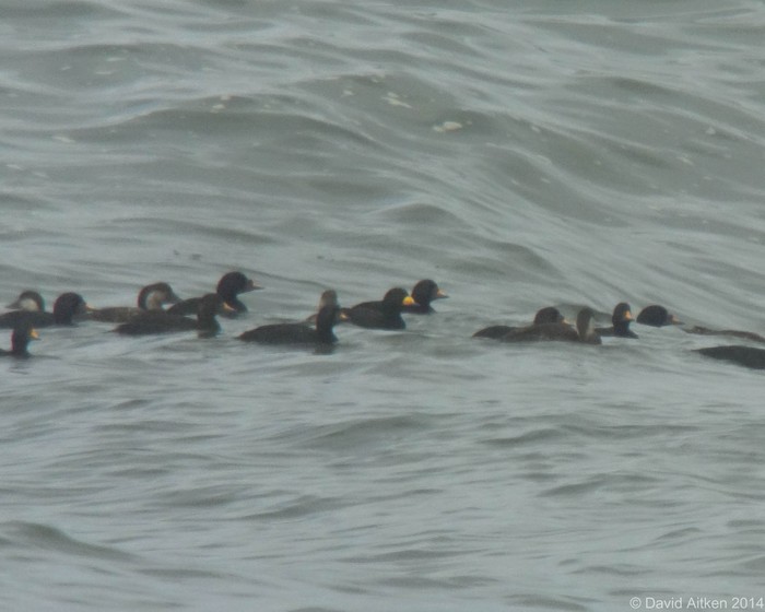 Black Scoter