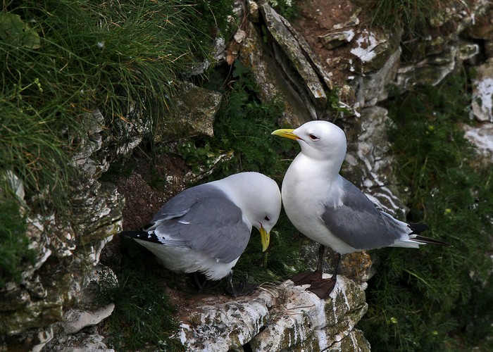 Kittiwake