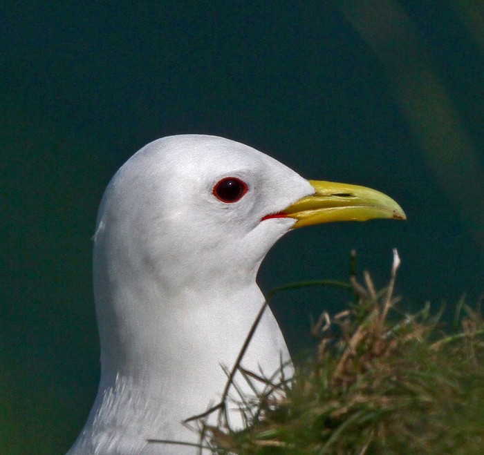 Kittiwake