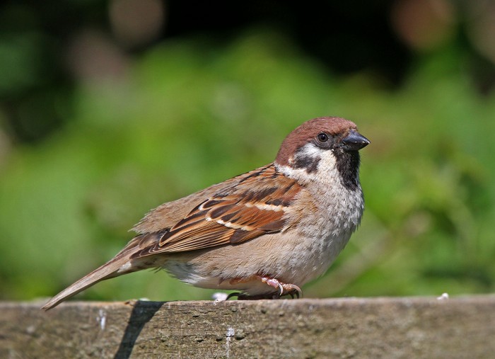 Tree Sparrow