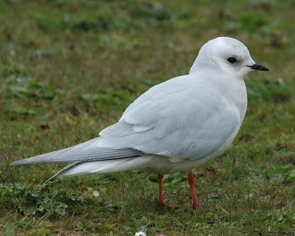 Ross's Gull