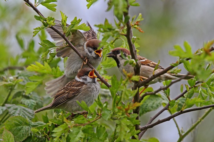 Tree Sparrow