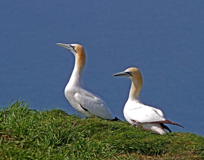 Gannet
