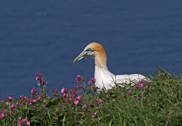Gannet