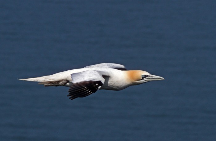 Gannet