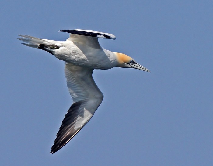 Gannet