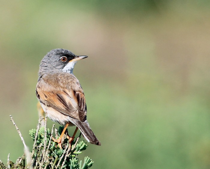 Spectacled Warbler