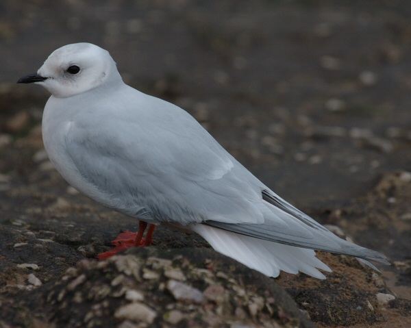 Ross's Gull