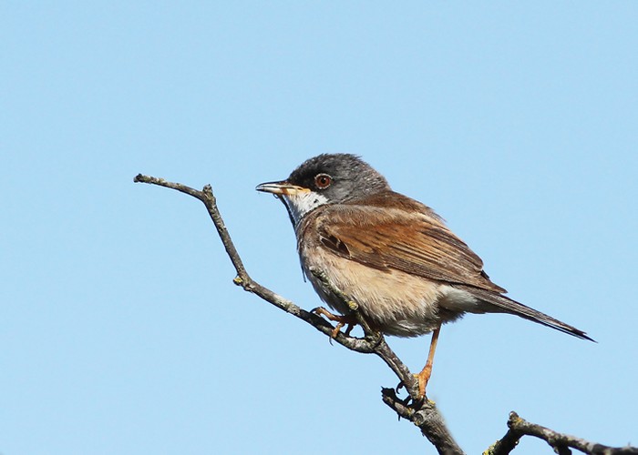 Spectacled Warbler