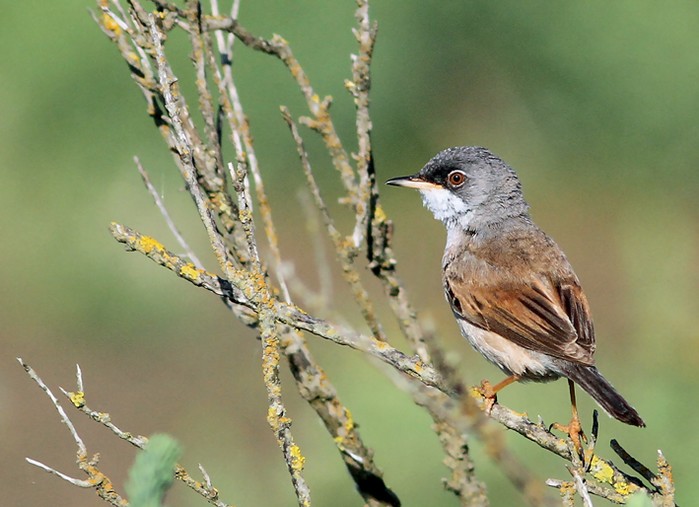 Spectacled Warbler