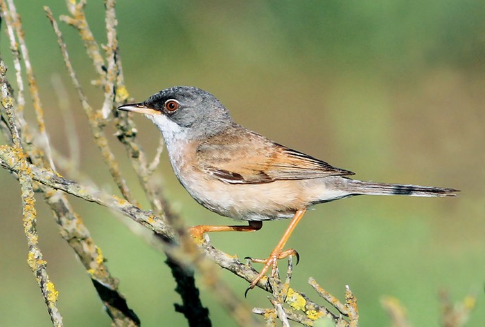 Spectacled Warbler