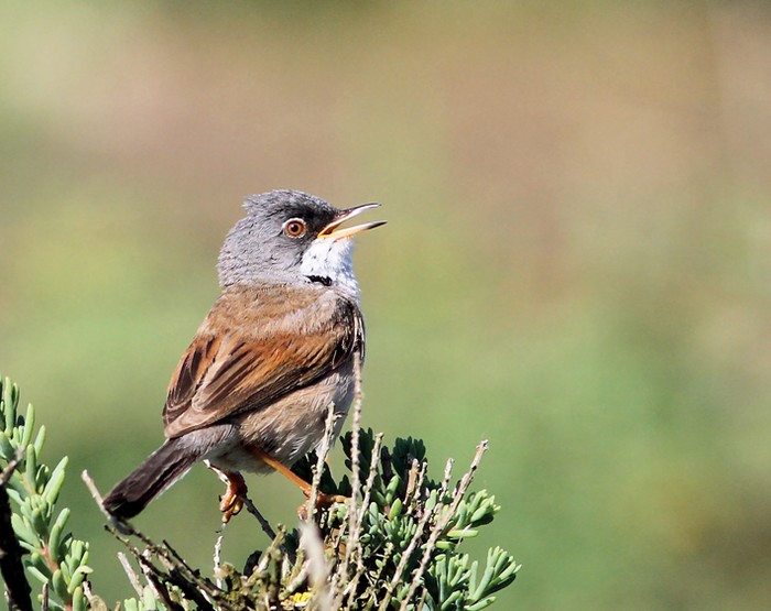Spectacled Warbler