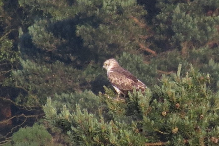 Short-toed Eagle