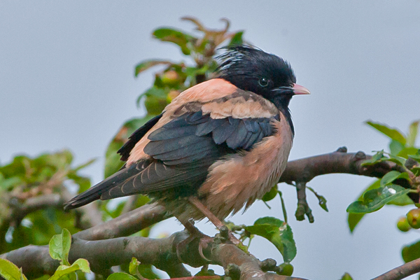 Rose-coloured Starling