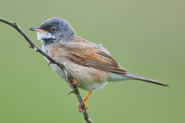 Spectacled Warbler