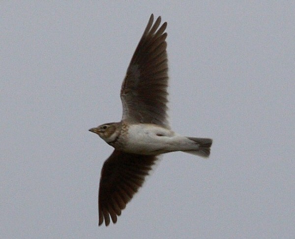 Calandra Lark
