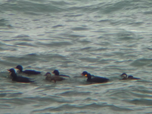 Black Scoter