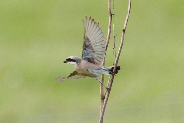 Red-backed Shrike