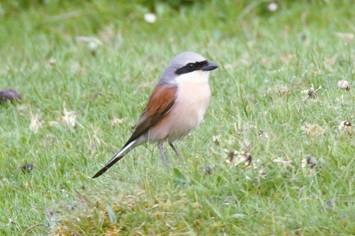 Red-backed Shrike