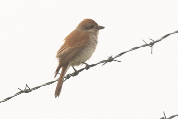 Red-backed Shrike