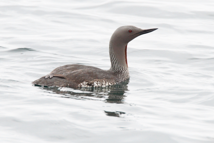 Red-throated Diver