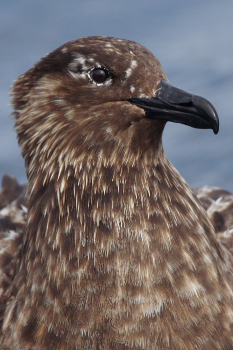 Great Skua
