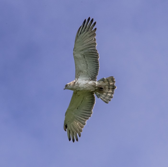 Short-toed Eagle