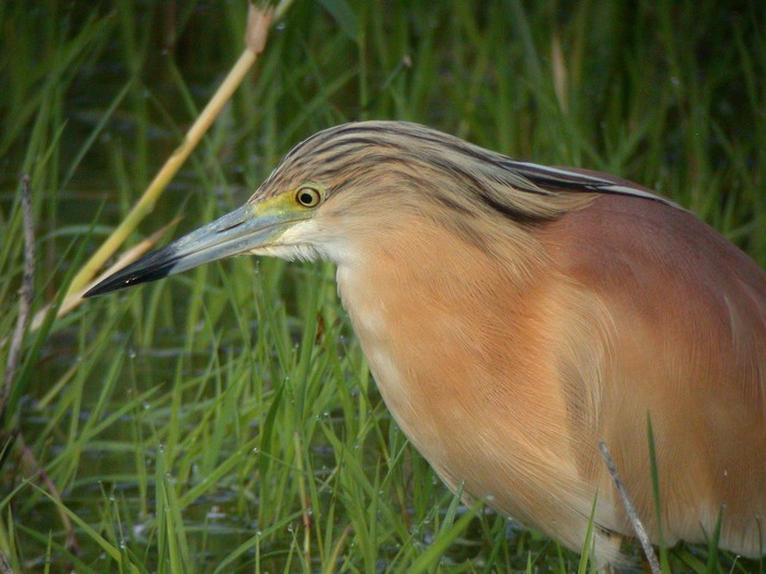 Squacco Heron