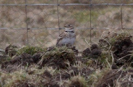 Calandra Lark