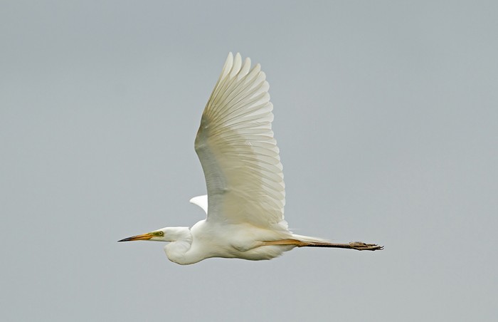 Great White Egret