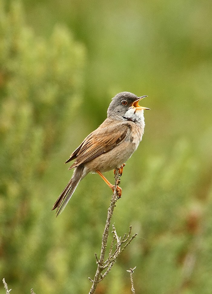 Spectacled Warbler