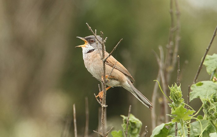 Spectacled Warbler