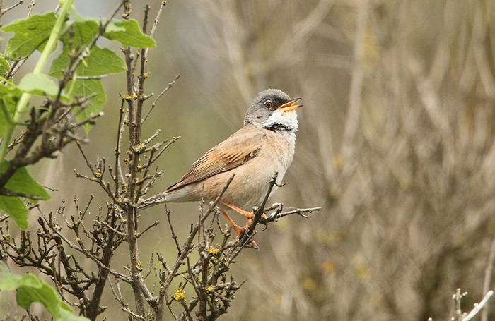 Spectacled Warbler