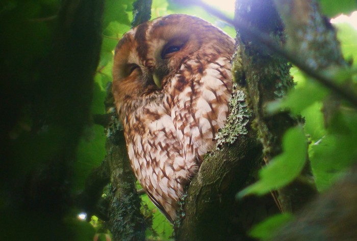Tawny Owl