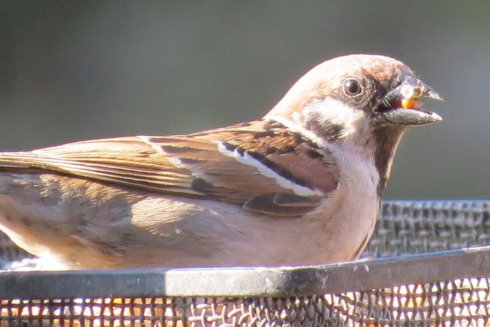 Tree Sparrow
