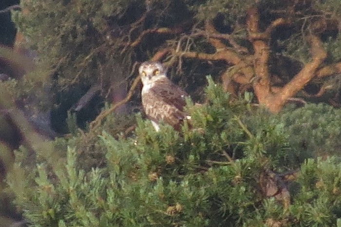 Short-toed Eagle