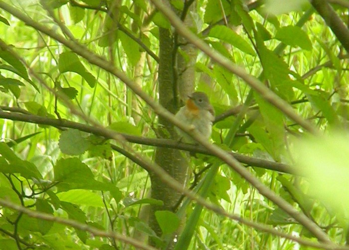 Red-breasted Flycatcher