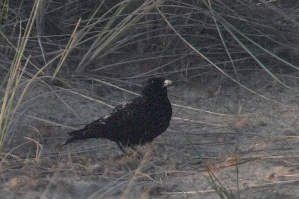 Black Lark