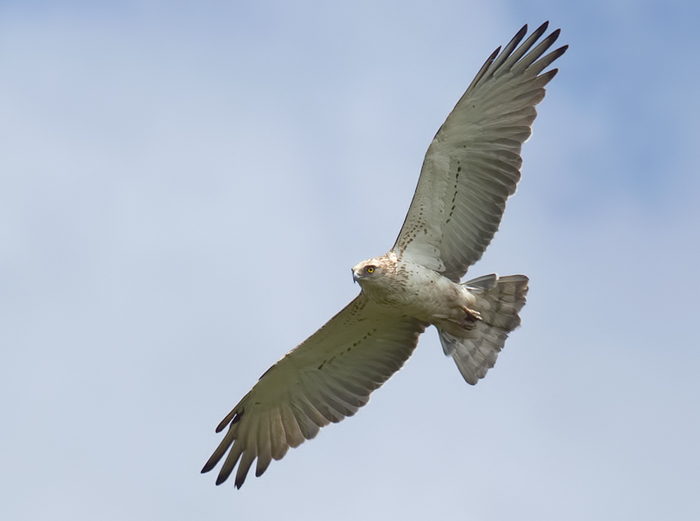 Short-toed Eagle