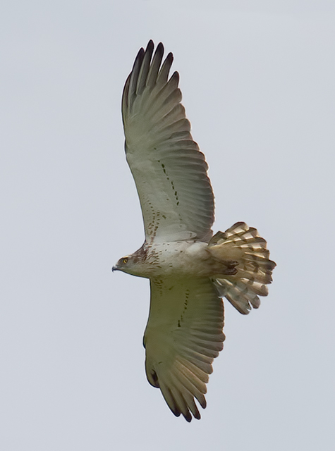 Short-toed Eagle