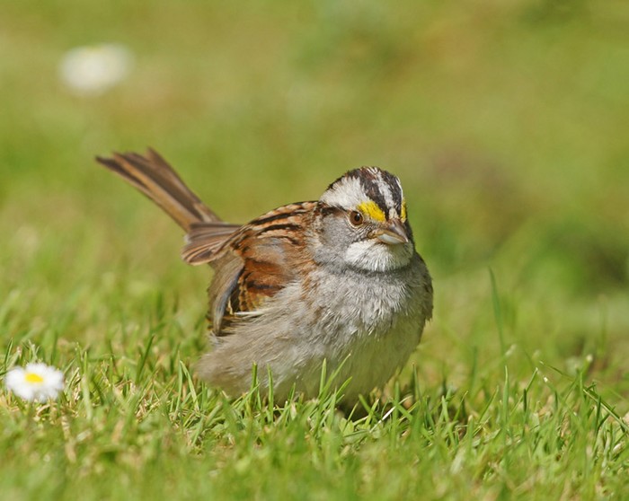 White-throated Sparrow